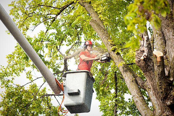 Lake Carmel, NY Tree Care Services Company